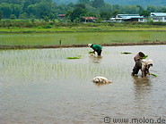 10 Workers setting out rice plants in fields
