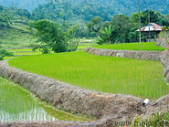 20 Rice terraces