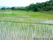 21 Rice terraces