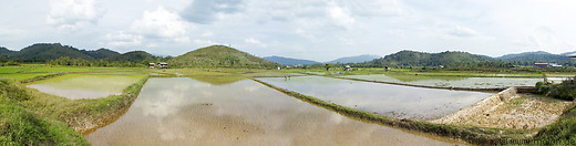 26 Scenery with paddy fields