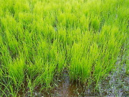 31 Rice plants