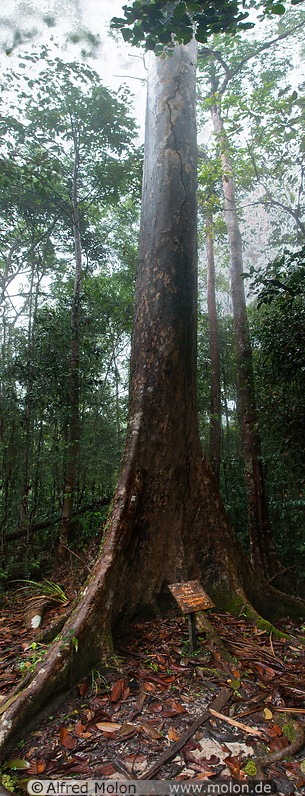 20 Dryobalanops beccarii dipterocarp tree