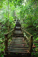 11 Rainforest trail