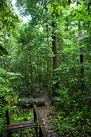 12 Rainforest trail