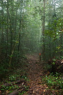 19 Rainforest trail