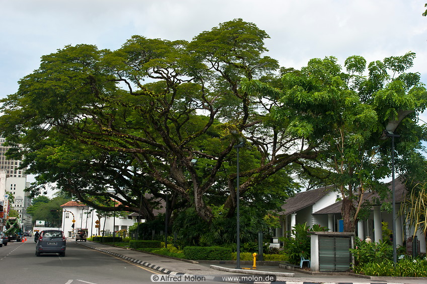 12 Large trees