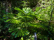 13 Licuala valida palm tree