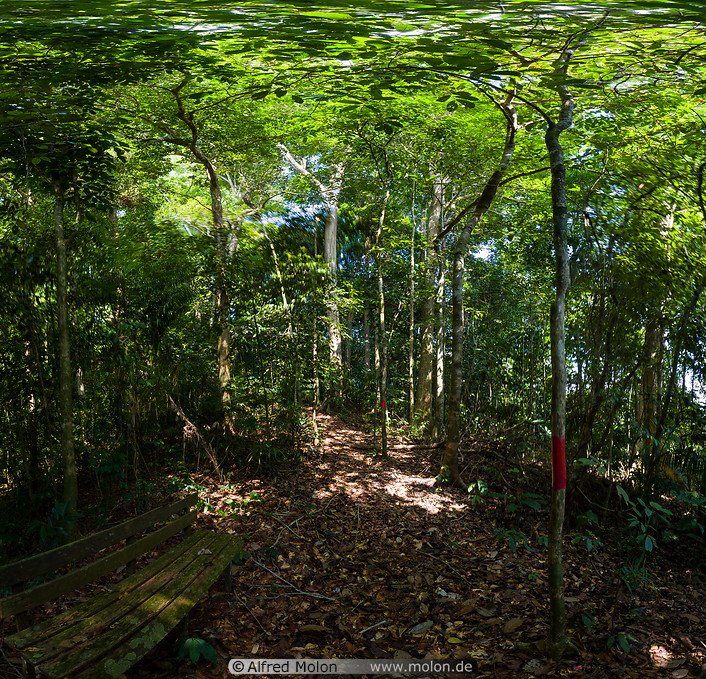 17 Rainforest trail