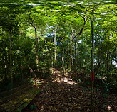 17 Rainforest trail