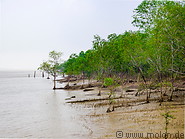 07 Mangroves along Batang Lupar river