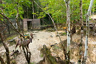 02 Sambar deer enclosure