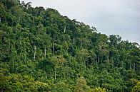 09 Rainforest