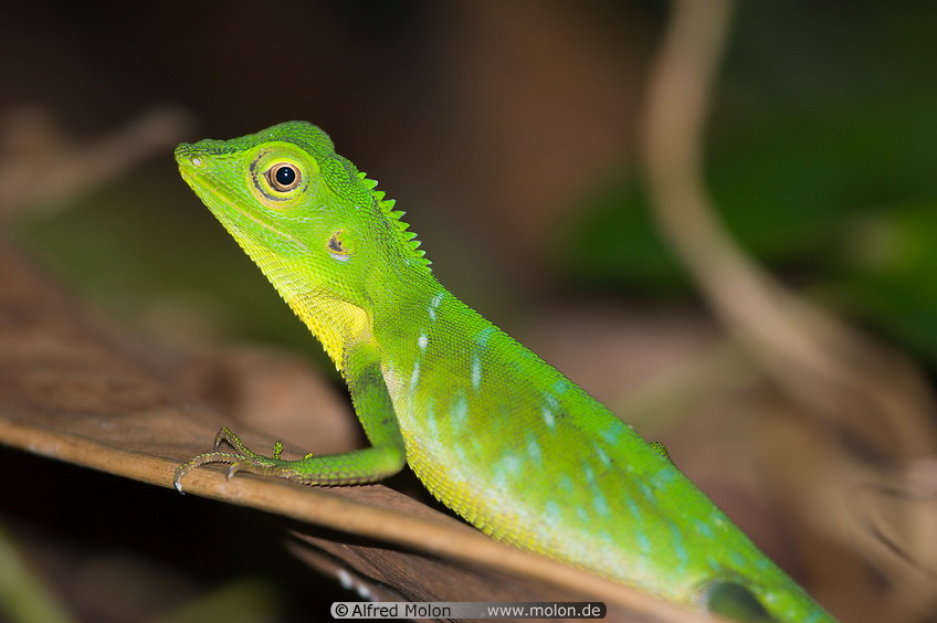 04 Green chameleon