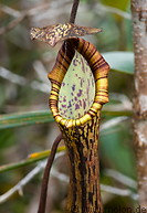 01 Nepentes pitcher plant