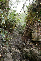 09 Forest trail with tree roots and sharp rocks