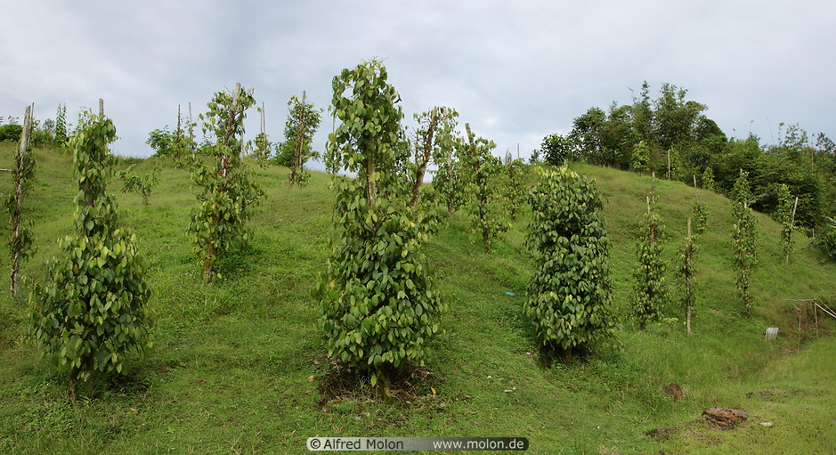 06 Pepper plantation