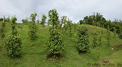 06 Pepper plantation