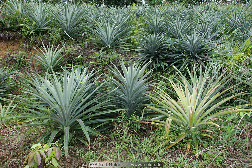 02 Pineapple plants