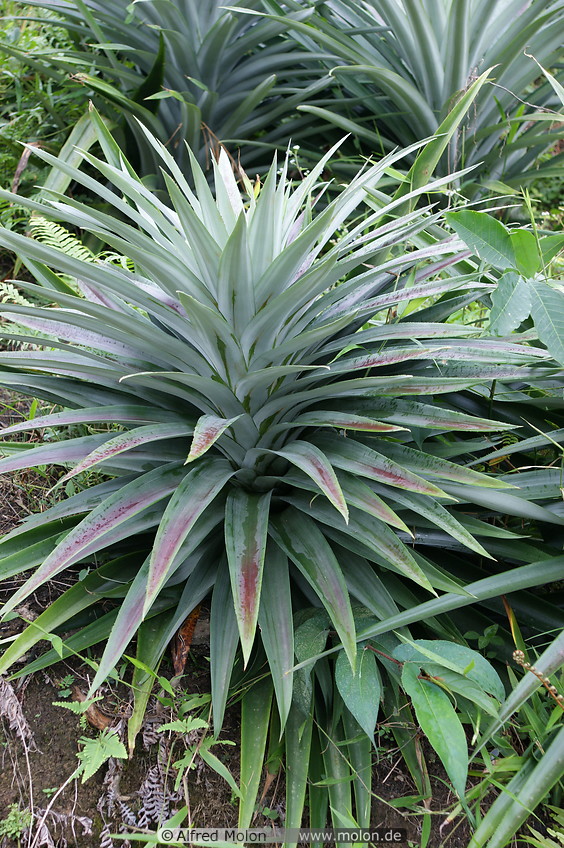 05 Pineapple plants