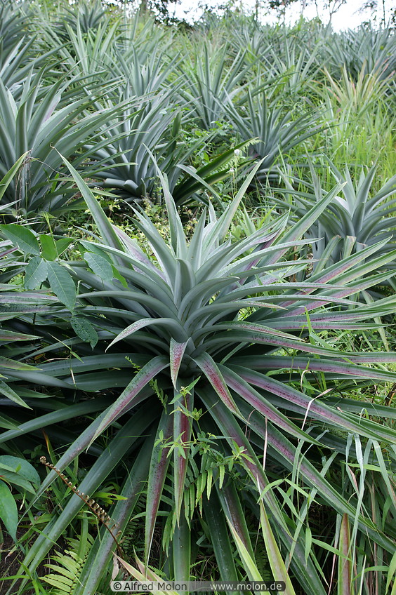 08 Pineapple plants