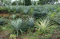 01 Pineapple plants