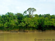 04 River bank with rainforest