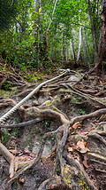 14 Tree roots and rope