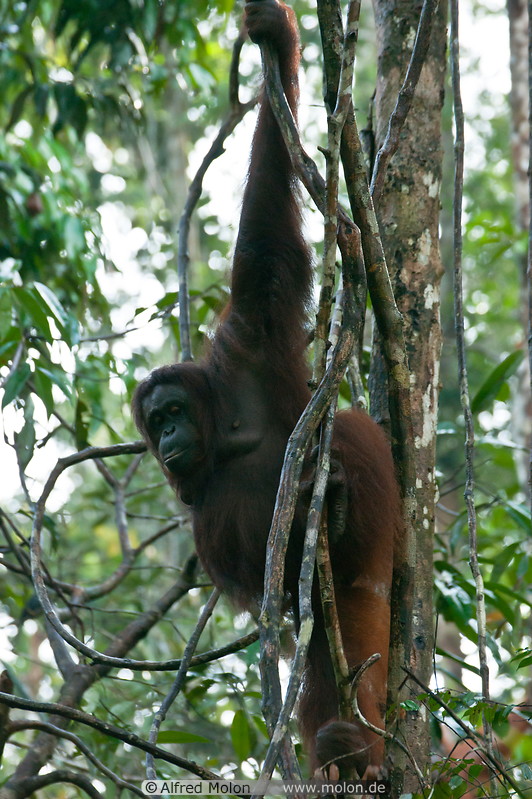 07 Orangutan