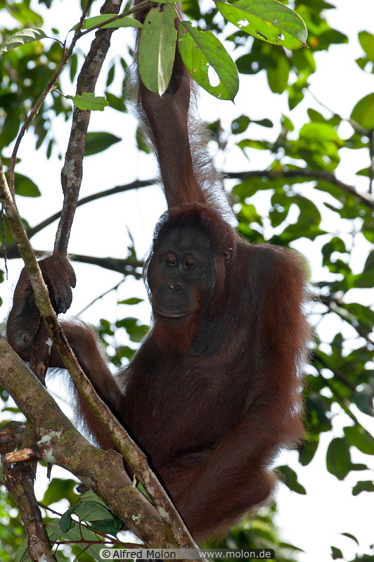 11 Orangutan