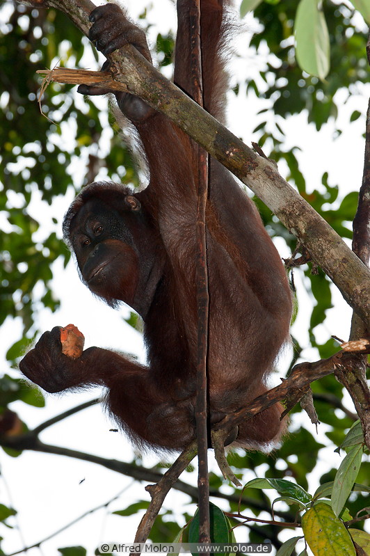12 Orangutan