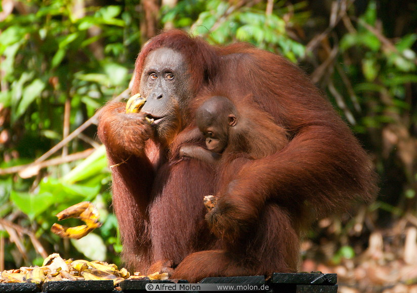 19 Orangutan mother with baby