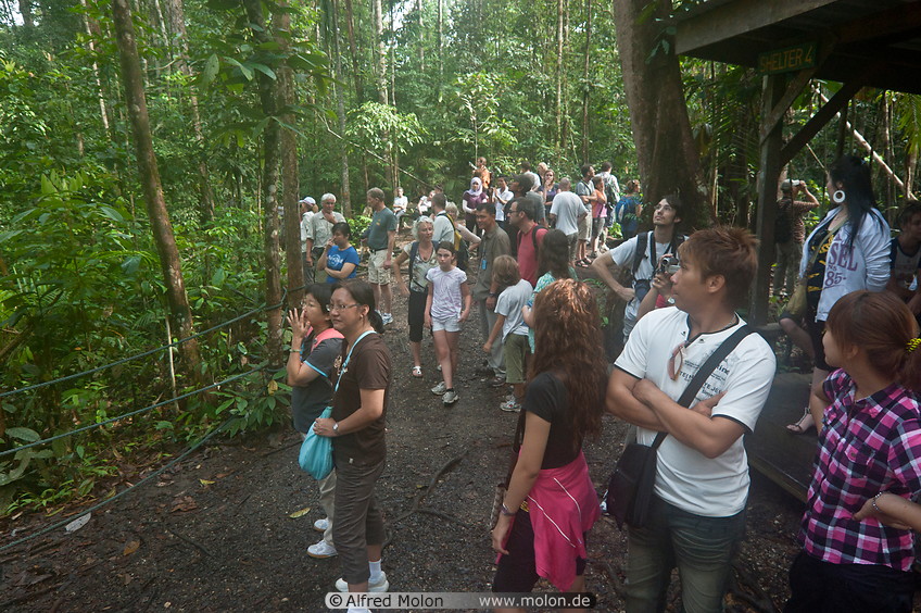 24 Tourists watching orangutans