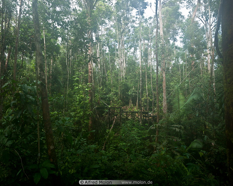 26 Feeding platform in rainforest