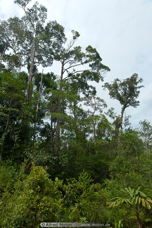 29 Rainforest treetops