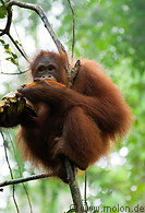 05 Orangutan