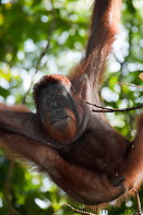 08 Orangutan