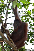 11 Orangutan