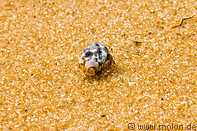 11 Hermit crab on sand