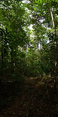 07 Jungle trail
