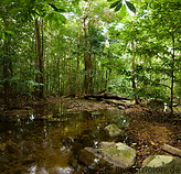09 Rainforest creek