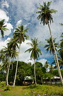 12 Coconut trees