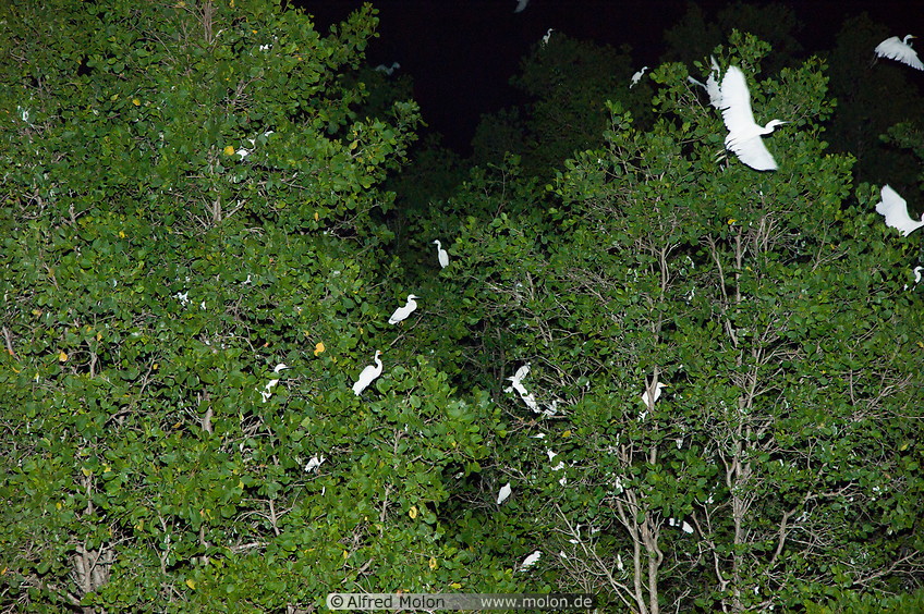 25 White herons on tree at night