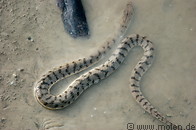 03 Snake