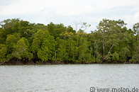 10 Mangroves