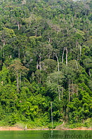 09 Rainforest along lake