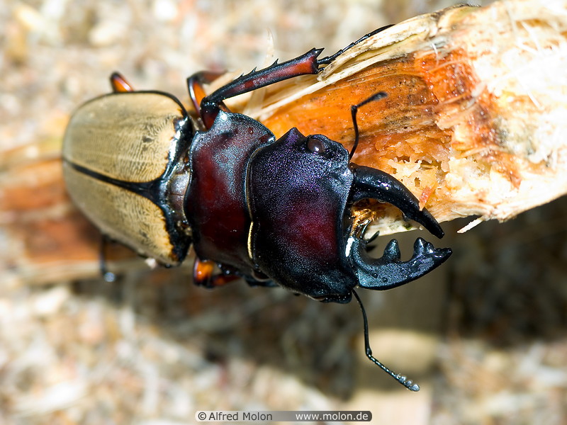 05 Giant beetle