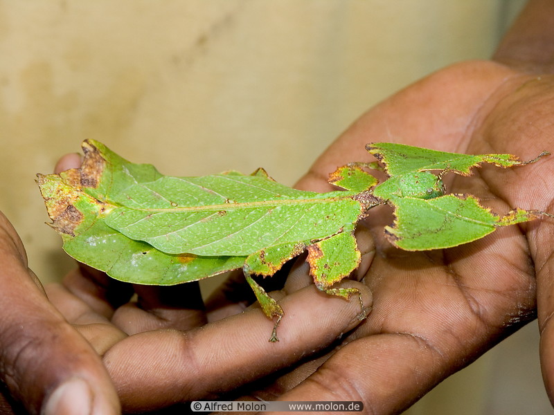 10 Leaf insect
