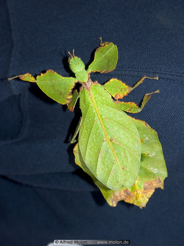 11 Leaf insect