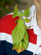 09 Leaf insect