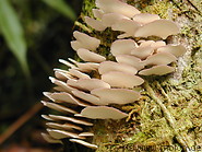 05 White mushrooms